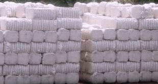 Through the TCP to buy cotton bales 10, Sikandar Hayat boson