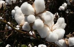large-scale cotton textile imports from India reports affected markets last week, resulting in local cotton cotton prices fell.